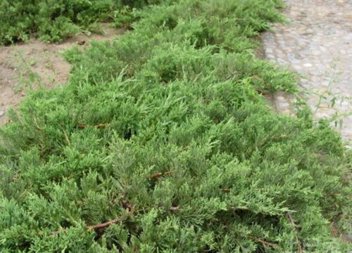 铺地柏是裸子植物吗