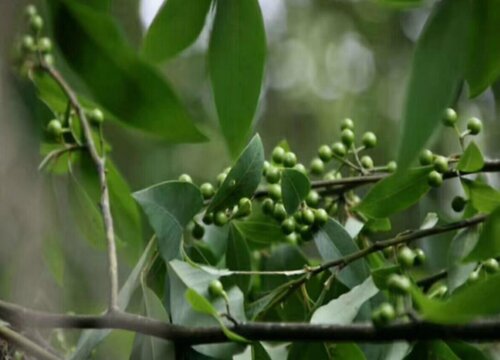 牛筋树是裸子植物吗