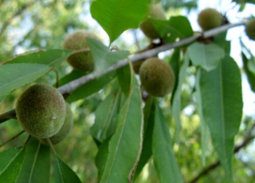 山桃是裸子植物吗