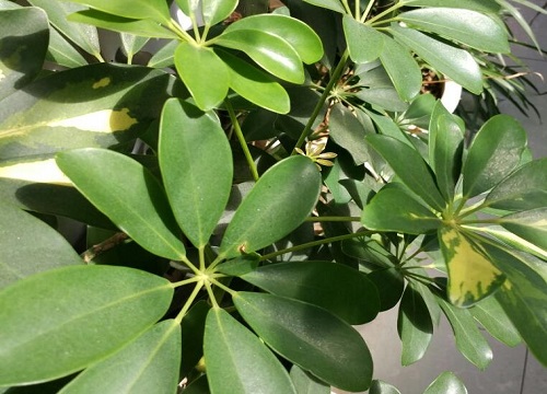 鸭掌木是木本植物吗