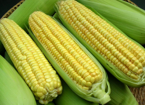 玉米是粮食作物吗
