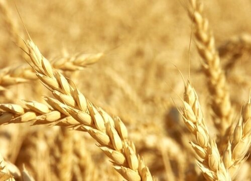 小麦是粮食作物吗
