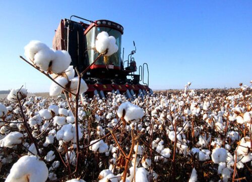 新疆棉花产地在哪里