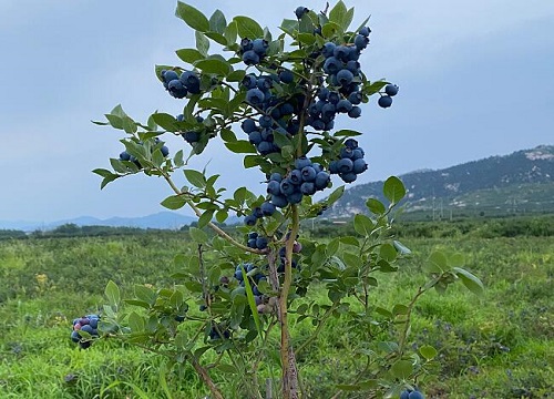 国产蓝莓产地在哪里