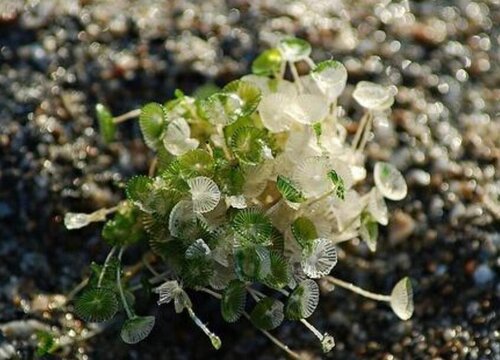 伞藻是藻类植物吗