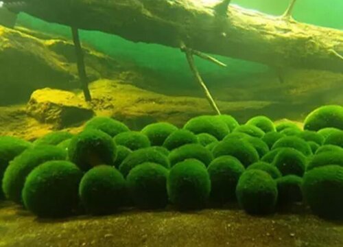 小球藻是低等植物吗