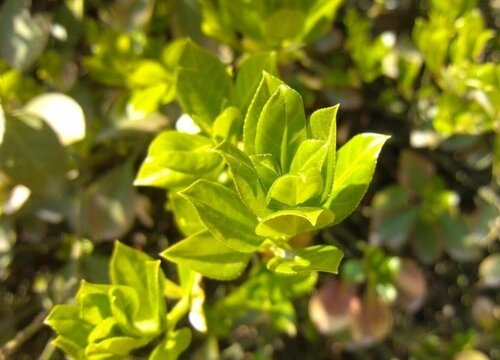 冬青是多年生植物吗