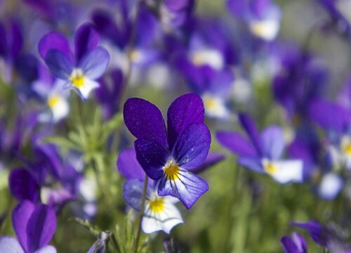 紫罗兰几点钟开花