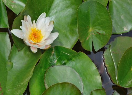 莲叶是什么形状 植物说