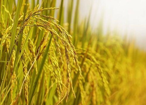 它是水稻的一个亚种稻,从它里面取出的稻谷就是籼米,而且是颖果类型的