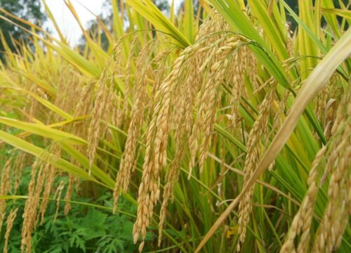 它是水稻的一个亚种稻,从它里面取出的稻谷就是籼米,而且是颖果类型的