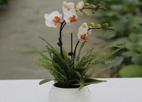 赤玉土可以种多肉吗 植物说