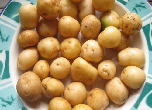 小土豆可以做种子吗