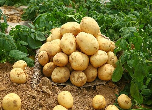 土豆块茎繁殖与种植方法