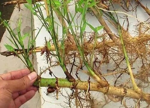 鞭根块茎繁殖与种植方法