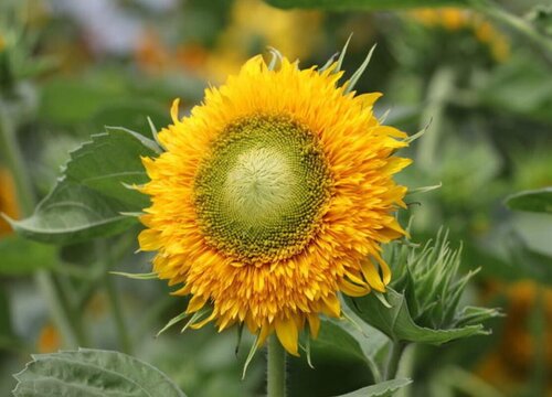 太阳花有多少品种