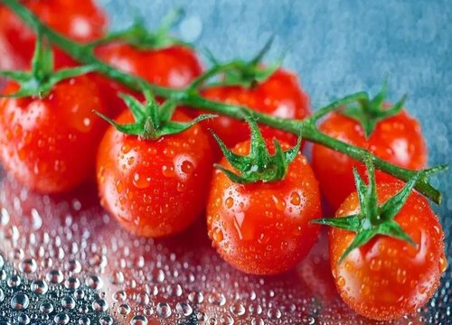 番茄有多少品种
