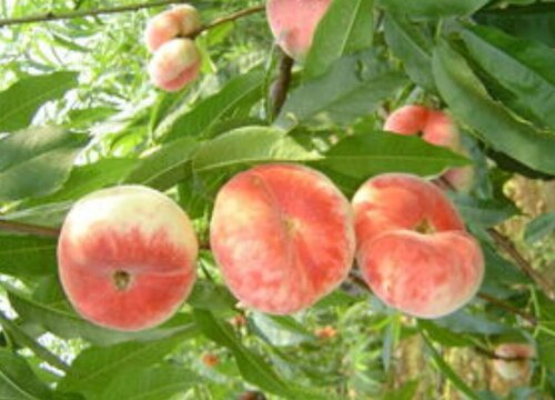 桃有多少品种