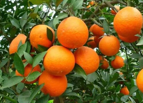 橙子有多少品种
