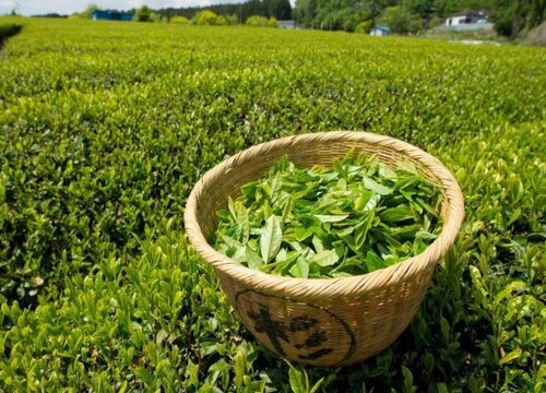 茶叶有多少品种