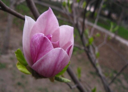 什么花的花语是闺蜜友谊