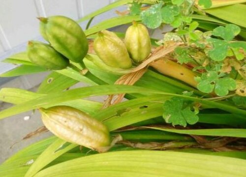 什么花的花语是挚友 植物说