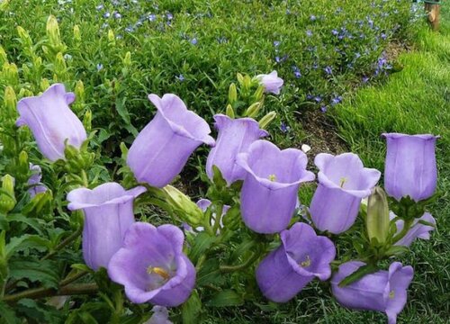 什么花的花语是放手