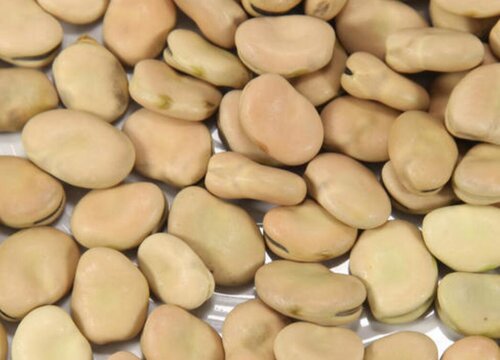 蚕豆是什么植物的种子