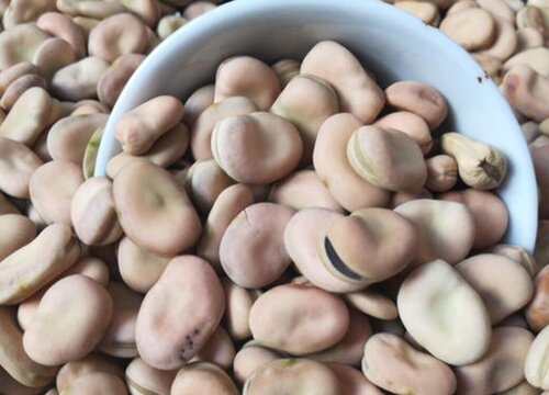 蚕豆是什么植物的种子