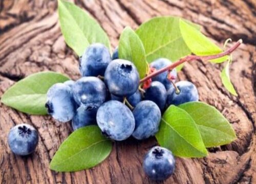 蓝莓苗哪个品种好