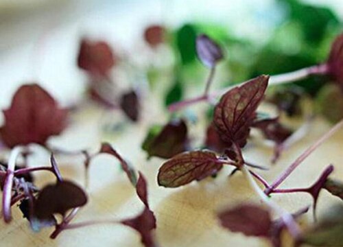 紫苏叶是什么植物的叶子