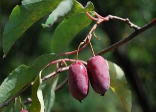 软枣猕猴桃哪个品种好