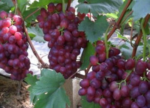 早熟葡萄哪个品种好