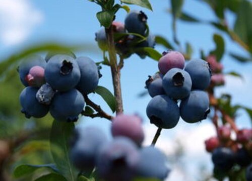 蓝莓哪个品种好
