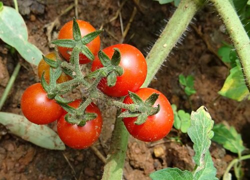 西红柿是什么植物