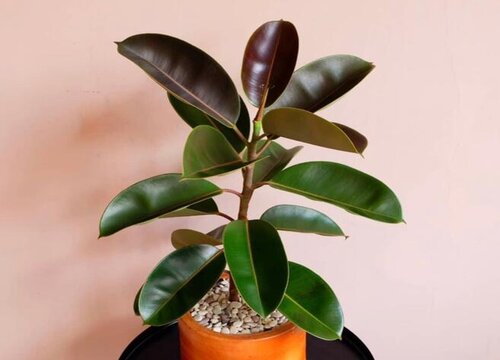 橡皮树能晒太阳吗-植物说