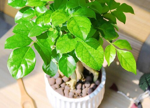 什么花的花语是求和 植物说