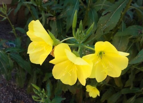 什么花的花语是晚安