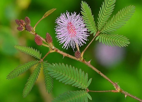 什么花的花语是等你