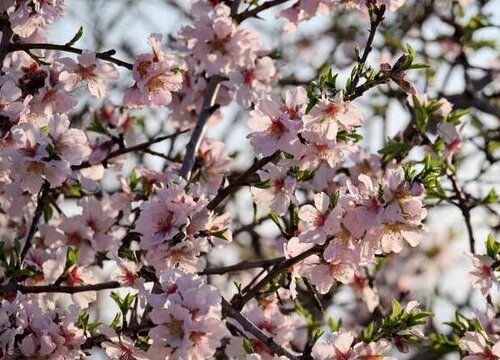桃树是单子叶植物吗