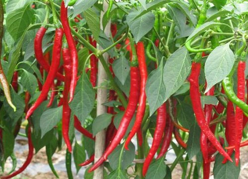 辣椒种植时间与生长周期