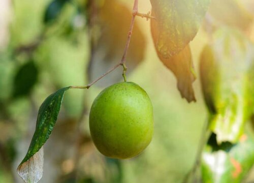 枣树种植时间与生长周期