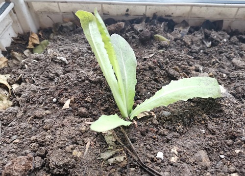 莴苣种植时间与生长周期