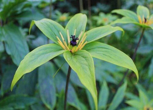 重楼种植时间与生长周期