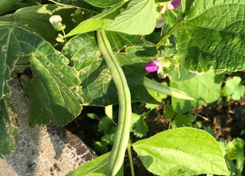 扁豆种植时间与生长周期