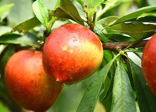 桃树种植时间与生长周期