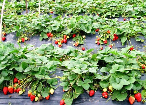 草莓什么时候种植最好