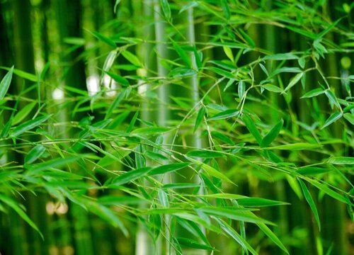 竹子什么时候种植最好