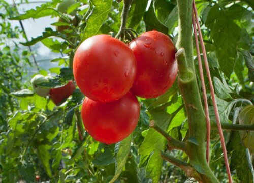 西红柿是雌雄同株吗