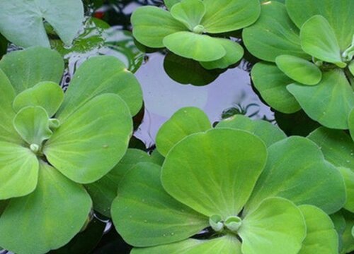 同時芙蓉花還可以吸收空氣中的有毒氣體,釋放出氧氣,起到淨化空氣的